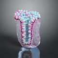 Tooth Organ Internal Structure With Colorful Granular And Microscopic Anatomy Details