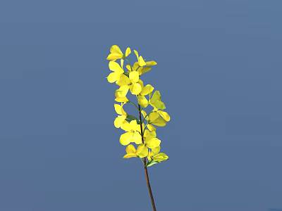 Bright Yellow Flowers With Multiple Petals On Single Stem Against Blue Background 3d model