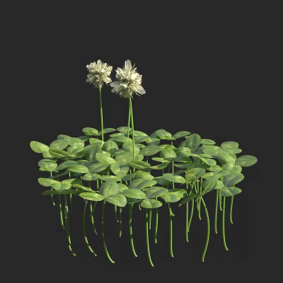 white clover grass arrow grass white nectar grass 3d model