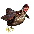 Brown Feathered Chicken With Red Comb Spread Wings And Yellow Claws On White Background