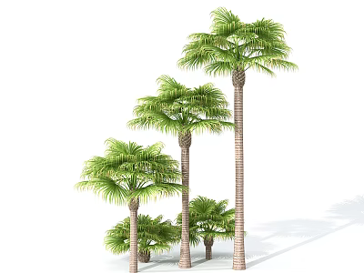 Tall and Short Palm Trees With Green Fronds And Brown Trunks On White Background 3d model