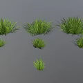 Green Grass Plants of Various Sizes Isolated on Gray Background with Natural Fresh Look