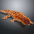 Orange And Black Spotted Reptile Lizard With Shiny Scales On Dark Background