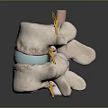 Human Spine Anatomy Model Showing Vertebrae Disc And Nerve Roots Structure 3d model