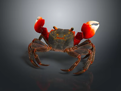 Red Clawed Crab With Dark Body And Detailed Legs On Dark Background 3d model