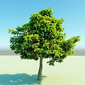 Lush Green Leafy Tree With Red Fruits Against Clear Blue Sky Background