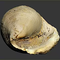 Marine Mollusk Shell With Textured Surface And Light Brown Color On Dark Background