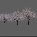 Row of Trees With Slender Trunks And Branches Covered In White Flowers On Gray Background