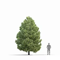 Three Tall Evergreen Arborvitae Trees With Human Figure For Scale And Lush Foliage Close Up