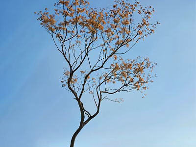 Slender Tree With Yellow Leaves And Branches Against Clear Blue Sky 3d model