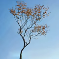 Slender Tree With Yellow Leaves And Branches Against Clear Blue Sky