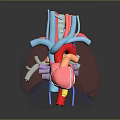 Anatomical 3D Medical Device Model of Heart and Lung with Vascular Structures