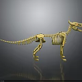 Golden Dinosaur Skeleton Model Standing On Black Background With Reflection