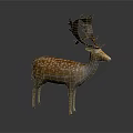 Detailed Spotted Deer With Large Antlers Standing On Dark Gray Background