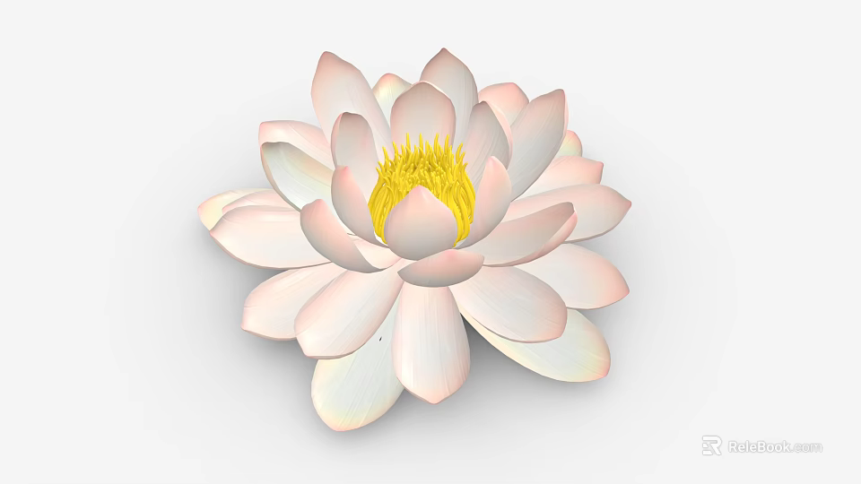 Beautiful Pink and White Lotus Flower with Vibrant Yellow Stamen in Full Bloom 3d model 