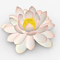 Beautiful Pink and White Lotus Flower with Vibrant Yellow Stamen in Full Bloom