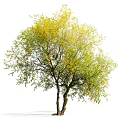 Decorative Garden Ornament Featuring Lush Tree with Yellow Green Leaves and Standing Person
