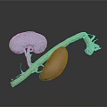 Colored 3D Anatomical Organs Model Featuring Blue Pink And Yellow Structures
