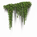 Green Vines Hanging Down With Lush Leaves And Long Trailing Stems