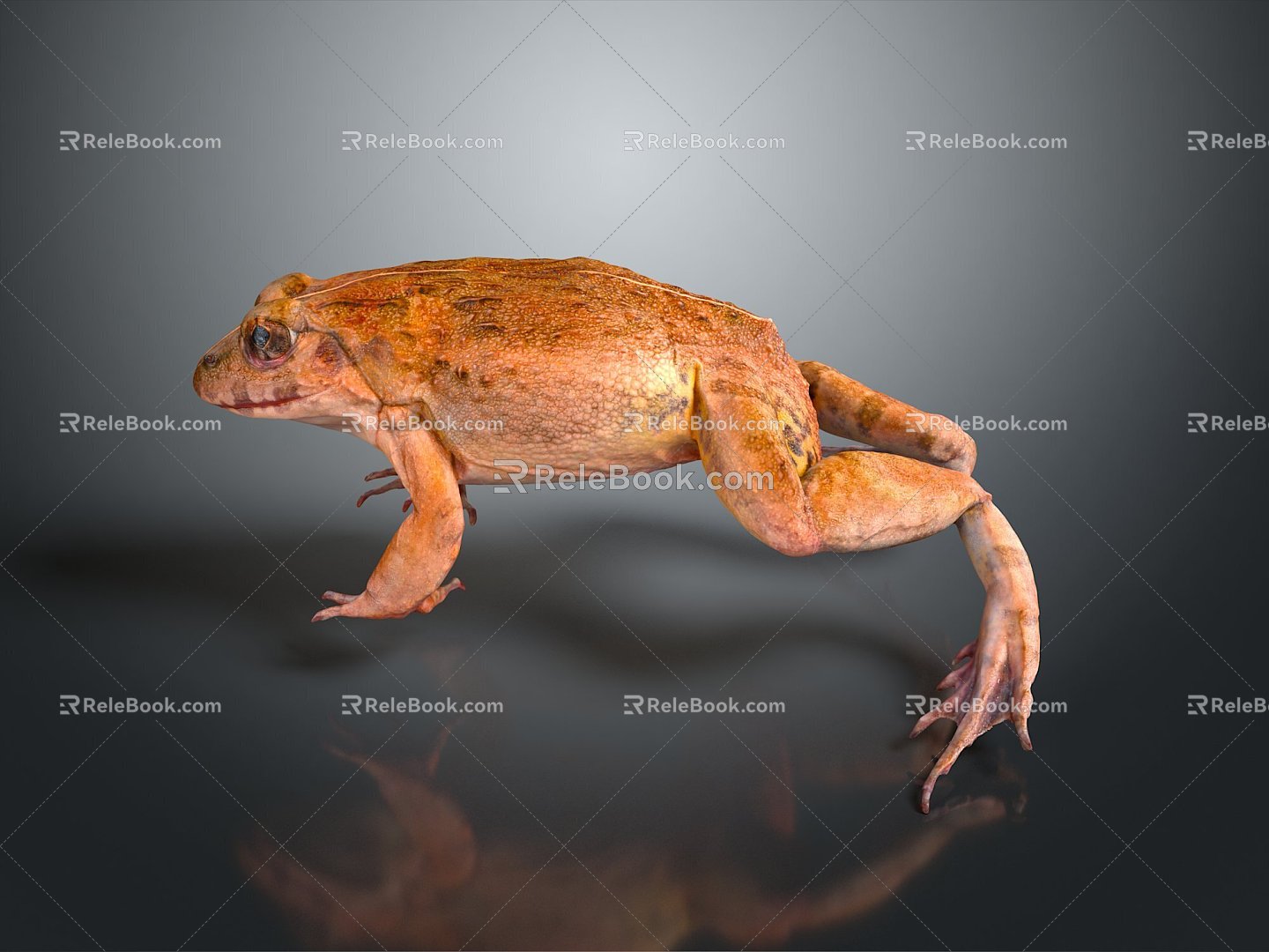 Frog Frog Frog Poison Frog Game Frog Reptile Cold Blooded Animal Reptile Reptile 3d model