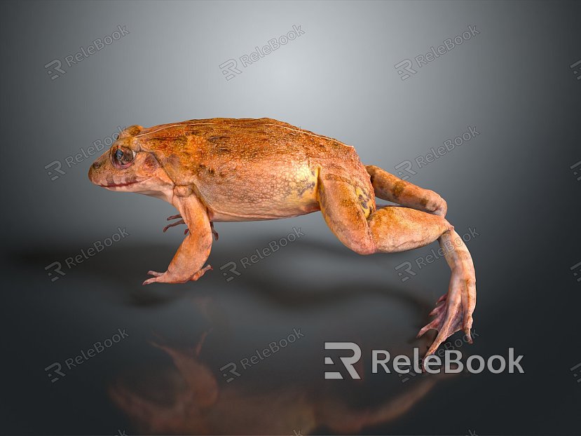 Frog Frog Frog Poison Frog Game Frog Reptile Cold Blooded Animal Reptile Reptile model