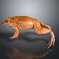 Frog Poison Frog Game Frog Reptile Cold Blooded Animal Reptile 3d model