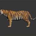 Realistic 3D Tiger Model With Striped Fur Standing Pose On Dark Background And Reflection 3d model