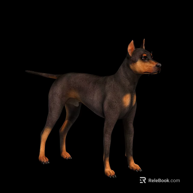 Realistic Black and Tan Doberman Dog Standing Isolated on Black Background 3d model 