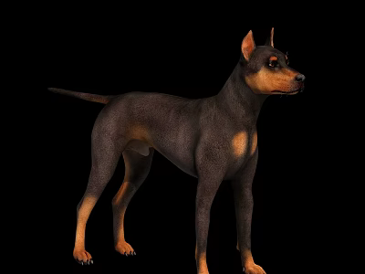 Realistic Black and Tan Doberman Dog Standing Isolated on Black Background 3d model