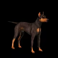 Realistic Black and Tan Doberman Dog Standing Isolated on Black Background