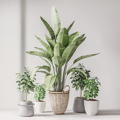 Indoor Potted Plants Featuring Large Green Leaves in Woven Basket and Small Plants 3d model