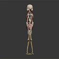 Human Skeleton Limb Organs Anatomical Models Standing Display With Bone Structure 3d model