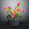 Venus Flytrap Plant with Pink Traps and Green Leaves in Black Pot for Indoor Gardening