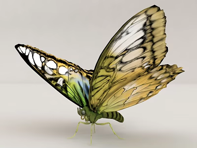 Colorful Butterfly With Yellow White Green Wings And Vibrant Patterns On Light Background 3d model