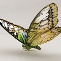 flying animal butterfly insect 3d model