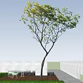 Tall Tree With Green Leaves Under Sunlight Against Clear Blue Sky