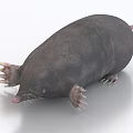 Gray Mole With Round Body Sharp Claws And Whiskered Snout On White Background 3d model