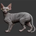 Hairless Sphynx Cat With Wrinkled Skin And Large Ears Standing On Black Surface