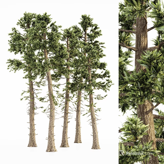 Tall Arbor Trees With Straight Trunks And Lush Green Foliage Details 3d model 