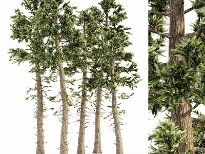 Tall Arbor Trees With Straight Trunks And Lush Green Foliage Details 3d model