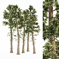Tall Arbor Trees With Straight Trunks And Lush Green Foliage Details