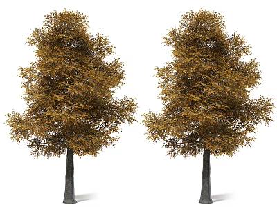 Two Vibrant Deciduous Trees With Golden Yellow Autumn Leaves And Lush Foliage 3d model