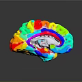 Medical Device With Colorful 3D Brain Model For Neuroscience Imaging Visualization