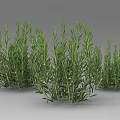 Fresh Green Rosemary Herb Plants With Lush Foliage In Multiple Clusters