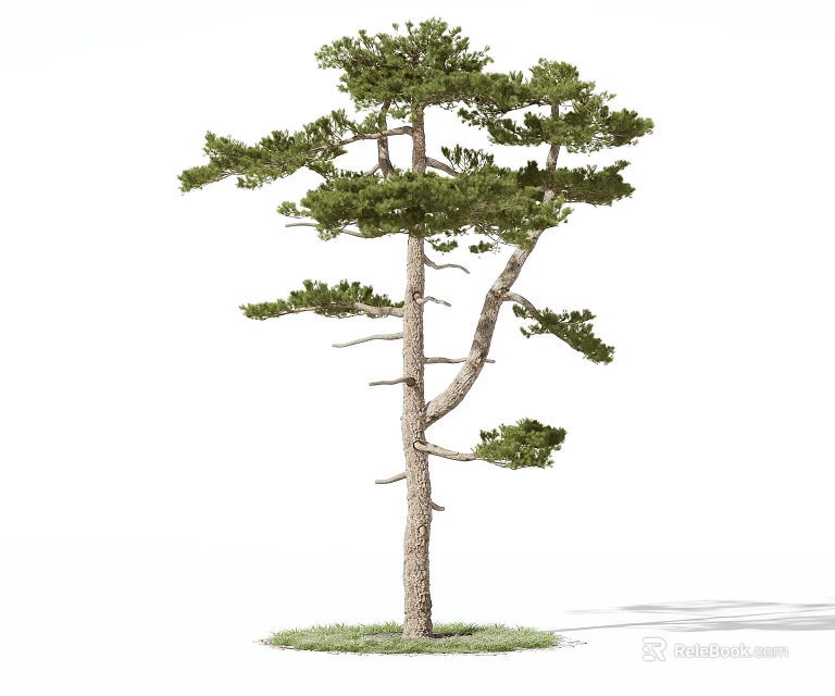 Tall Pine Tree With Green Foliage Long Branches And Grass Base 3d model