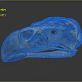 Durable Medical Anatomical Model Bird Skull with Detailed Structure and Quality Material