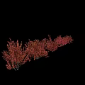Vibrant Pink Leaf Shrubs In Various Sizes For Garden Landscape Arrangement