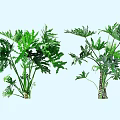 Two Lush Green Shrubs With Vibrant Foliage And Ornamental Leaf Shapes For Garden Landscaping