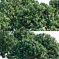 Lush Green Shrubs with White Flowers Trimmed Hedges and Natural Growth for Garden Landscaping