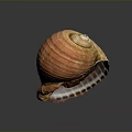 Orange Yellow Spiral Shell Organ On Dark Background With Detailed Texture